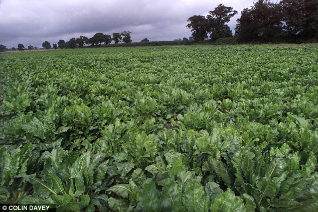 It was previously assumed that virus genes are not present in plants once they are grown in the field and reach consumers, however it is now clear that this is not the case