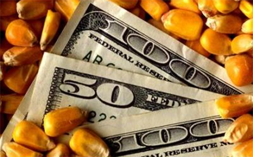 corn profits