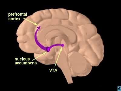 Nucleus Accumbens