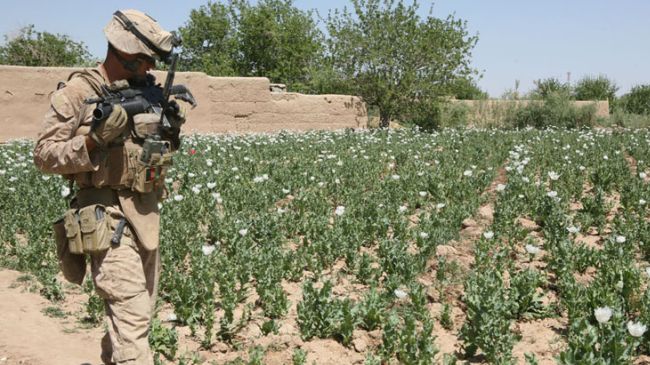A US soldier passes by a poppy field in Marjah, Afghanistan (file photo). 