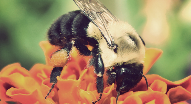 http://fracturedparadigm.com/wp-content/uploads/2013/04/bee_orange_flower.jpg