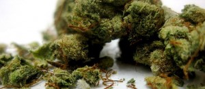 Flickr-marijuana-melloveschallah