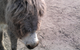donkeymeatburgerking 265x165 Churning Mystery: Horsemeat in Burger King Burgers May Actually Be Donkey Meat