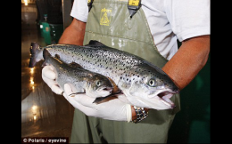 geneticallymodifiedsalmon1 260x162 FDA Quietly Pushes Through Genetically Modified Salmon Over Christmas Break