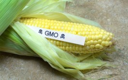 gmocorn gmocorn 265x165 Citizens Call for GMO Labeling in Washington The Movement Continues